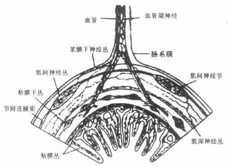 西医综合考研消化内科