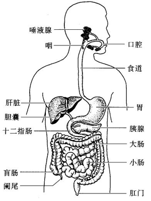 西医综合考研